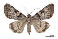 藏品(眉裳蛾)的圖片